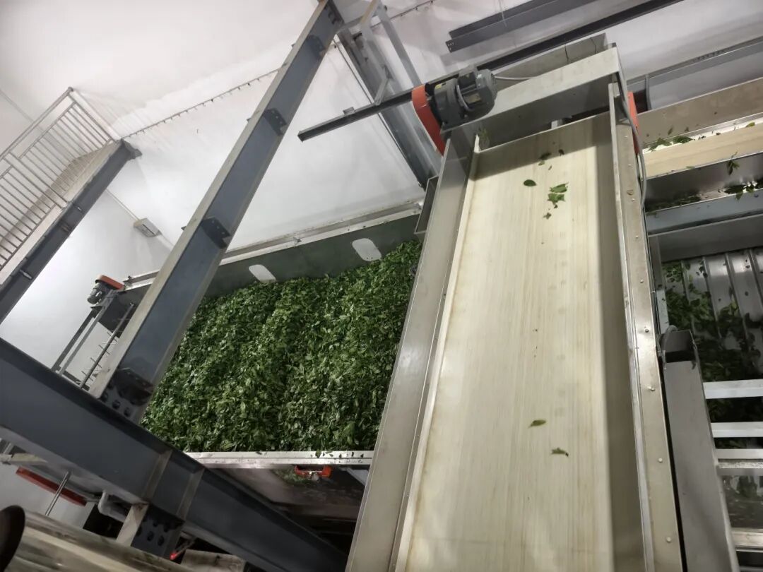 从苍南海边到欧洲咖啡馆 一缕“海苔香”叩开高端抹茶市场