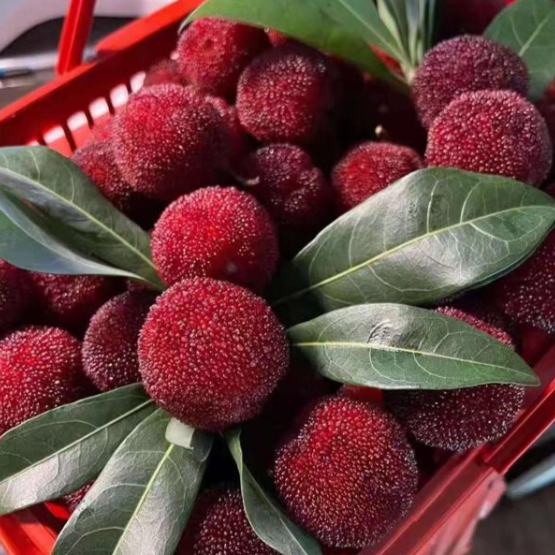 Chashan Ding'ao Bayberry